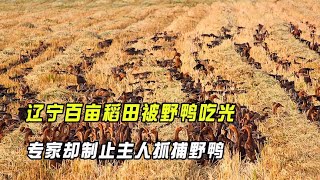 The 100-acre rice field in Liaoning was eaten up by wild ducks. The owner asked someone