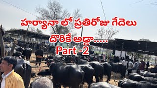 హర్యానాలో కొన్న గేదెలు వరంగల్ హైదరాబాద్ వెళుతున్నాయి....pure Murrah buffaloes in Haryana