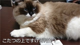 猫はこたつで丸くなる（上）　ソラ　ragdoll cat