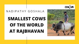 Punganur Cows of Nadipathy Goshala at RajBhavan