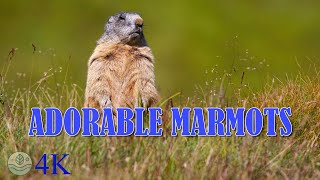 Adorable Marmots: Relaxing Music and Peaceful Wildlife Moments 4K🐾🎶