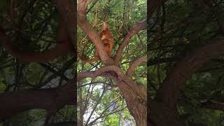 Abyssinian cat climbs a tree and refuses to come down.阿比西尼亚猫咪爬树，不肯下来。 #cat #cute #貓咪#abyssinian