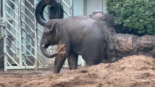 アルンとウタイ☔️雨の日も楽しく過ごすアルン😊