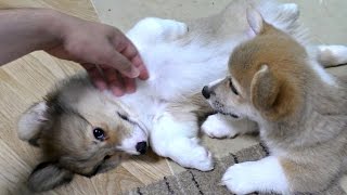 cute corgi puppies fluffy Roku / フラッフィのコーギー子犬ロクちゃんをモフモフしてみた 20150704 Part 5 welsh corgi pembroke