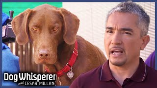 Service Dog’s Anxiety Makes Work Impossible | S4 Ep 29 | Dog Whisperer With Cesar Millan