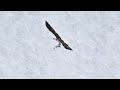 must see osprey dives off huge wall then free falls to catch big fish 😮 z9