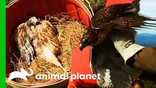 Amazing Bird Rescues And Releases | North Woods Law | Compilation