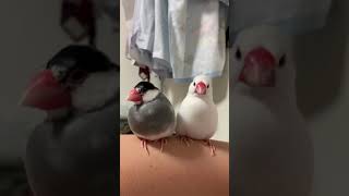 仲良し文鳥ズ☆Java Sparrow Azuki and Milky.