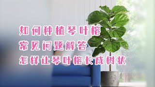 如何种植琴叶榕，怎样让它长成树状