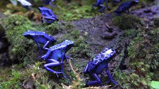 コバルトヤドクガエル　Dendrobates azureus　日本最大級の体感型カエル館 kawazoo【 カワズー】に行って来ました～！　00011