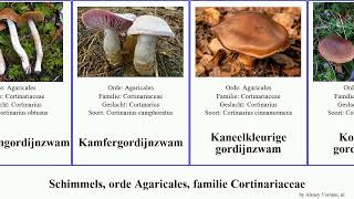 Schimmels, orde Agaricales, familie Cortinariaceae gordijnzwam cortinarius var fungus splendens