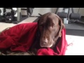 Funny dog shivers after eating snow Funny dog shivers after eating snow