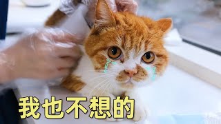 墜樓小貓獲救第16天：被護士投訴發糞塗墻｜李喜猫