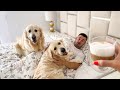 How a Dog Owner Wakes Up in the Morning [Try Not To Laugh]