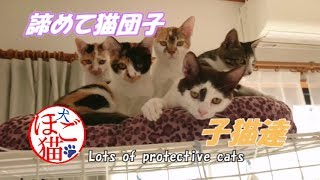 【保護猫の子猫】高いところに上った子猫達しかたがなく猫団子