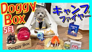 【ドギーボックス5月】お家でキャンプする愛犬が可愛すぎる🐶（トイプードルのTorte channel)