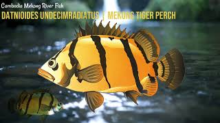 Datnioides undecimradiatus - Mekong tiger perch | Cambodia Mekong River Fish