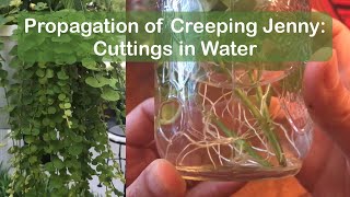 How to propagate creeping jenny (moneywort) - cuttings in water (method 1)