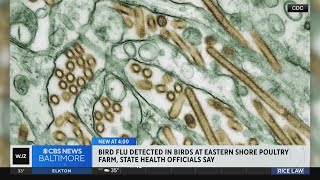 Bird flu detected at Maryland poultry farm on Eastern Shore, Maryland officials say