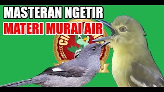 Masteran Cipoh / Sirtu Ngetir Materi Isian Murai Air