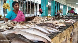 நாகையில் இவ்வளவு அருமையான மீன் மார்க்கெட்/Nagai most beautifull fish market...