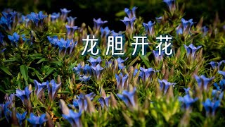 【屋檐园艺课堂】耐寒仙气小酒杯龙胆开花啦