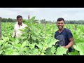 কার ফলন বেশি vnr 212 নাকি অক্সিতা best verity grafting brinjal