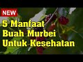 5 Manfaat Buah Murbei Untuk Kesehatan