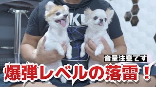 とんでもない音の雷に腰が抜けて立てないチワワと本気でビビった飼い主😅