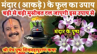 मंदार (आकड़े) के पुष्प का उपाय ll Pradeep Mishra live ll Aaj Ki Katha ll #Aakde ka Phool ll Mandarll