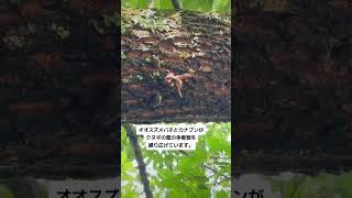 【死闘】オオスズメバチVSカナブン！