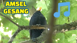 Amsel Gesang 🔷 Entspannende Geräusche der Natur mit Vogelzwitschern 🔷 Naturgeräusche zum Einschlafen