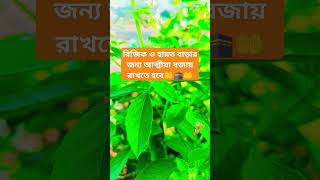 রিজিক ও হায়ত বাড়ার জন্য আত্মীয়া বজায় রাখতে হবে