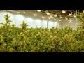 Cresco Labs CEO on cannabis market growth