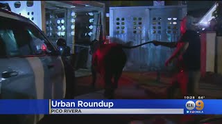 Residents Cleaning Up After 40 Cows Escape From Pico Rivera Meatpacking Plant