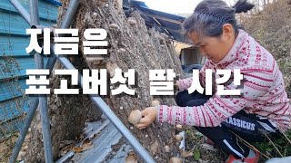 [시골일상 브이로그] 우리집 표고버섯이 이만큼 컸어요