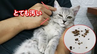 【猫耳掃除】耳がとても汚れた猫 , 猫は耳をきれいにする方法を知りません。