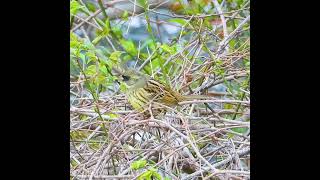 スズメに似ている鳥　アオジのオス