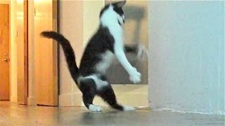 The Nutcracker by Kodi the Cat