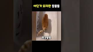 어딘가 모자란 동물들