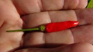 ⟹ Tabasco Pepper | Capsicum frutescens | Pod Review