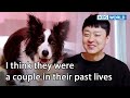 Nicky is always calm around the dad 🐶🐾  [Dogs are incredible : EP.153-2] | KBS WORLD TV 230117