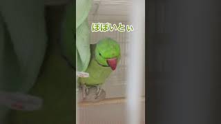 オリジナル謎語｢ぽぽいとい｣を飼い主に言わせたいインコ #shorts