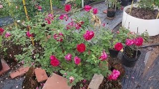 Giới thiệu hoa hồng Autumn rouge rose (Nhật Bản)