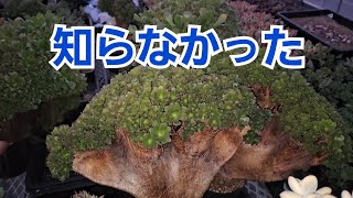 【多肉植物】【アエオニウム綴化】知らなかった😜2025年1月13日