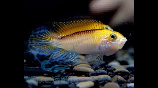 12/22【DC短鯛坊】B白水火焰阿卡西短鯛 No.C5【DwarfCichlid】