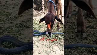 اللہ ہو اکبر یہ کیا چل رہا ہے سبحان اللہ #shortvideo #kingcobra #animals #viralvideo #shortsviral