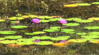 Pookot Lake, Wayanad