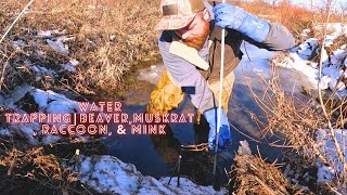 Wintertime Water Trapping |  Pt. 1 | Beaver, Muskrat, Raccoon, \u0026 Mink! #trapping #trapper