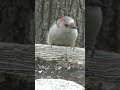 Female Red-bellied Woodpecker Drinking Water from Birdbath I North American Backyard Birds #shorts